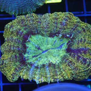 B112 - INDO POT OF GOLD ACANTHOPHYLLIA