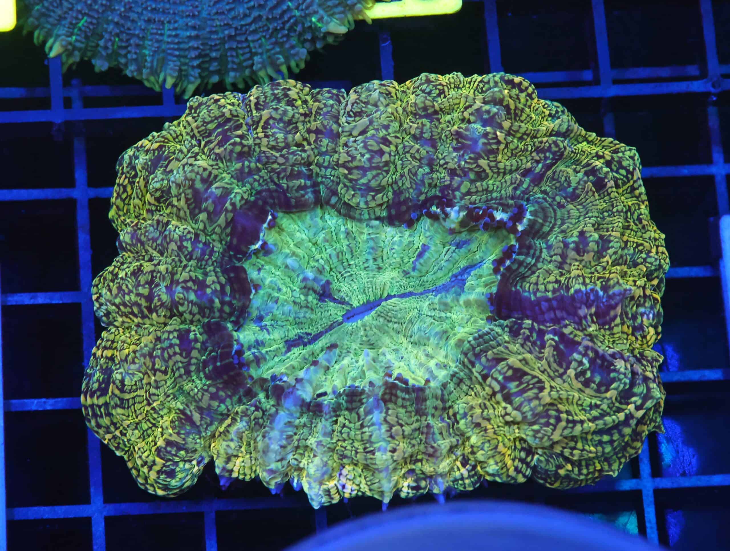 B112 - INDO POT OF GOLD ACANTHOPHYLLIA