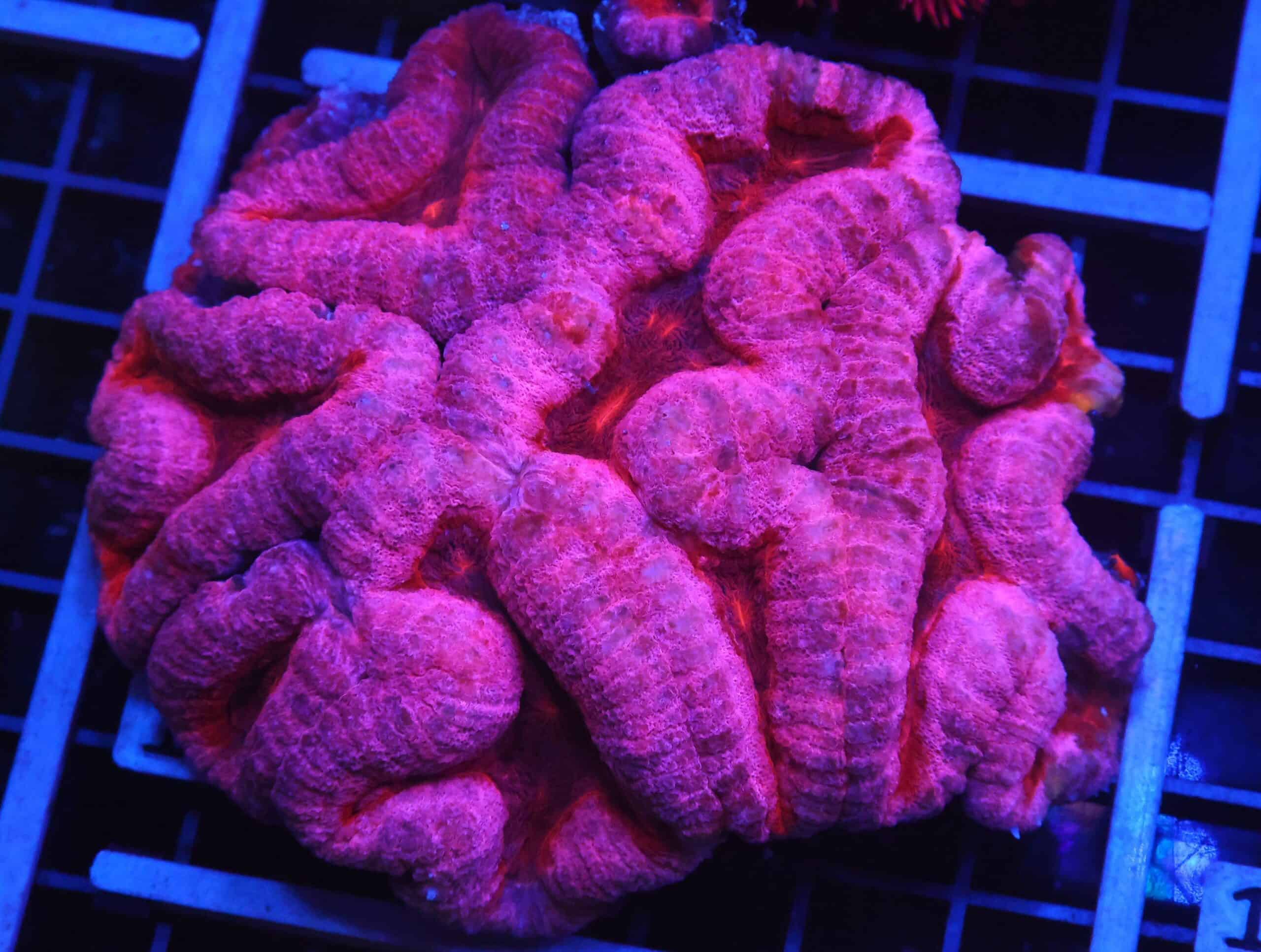 B12 -INDO STRIPPER LIPS SYMPHYLLIA