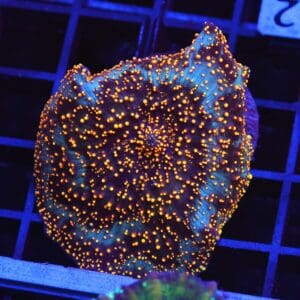 B122 - INTERSTELLAR DISCO MUSHROOM CULTURED