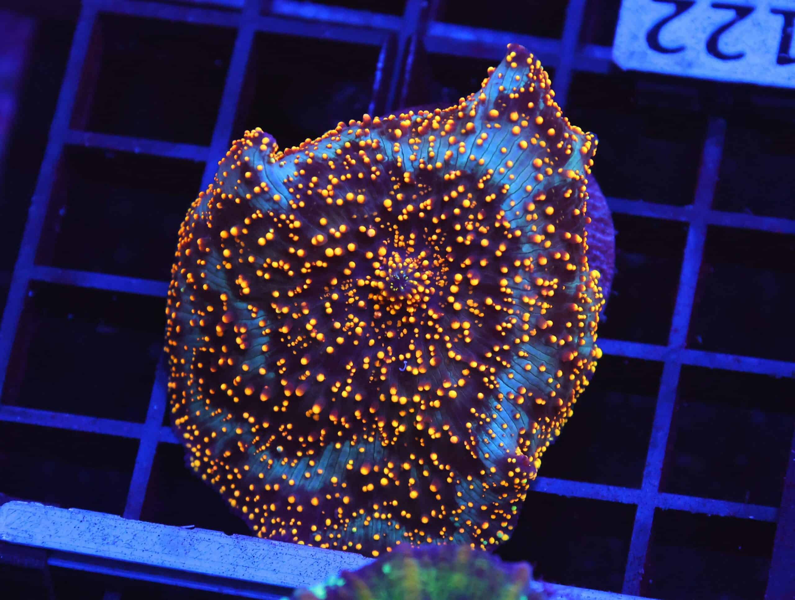 B122 - INTERSTELLAR DISCO MUSHROOM CULTURED