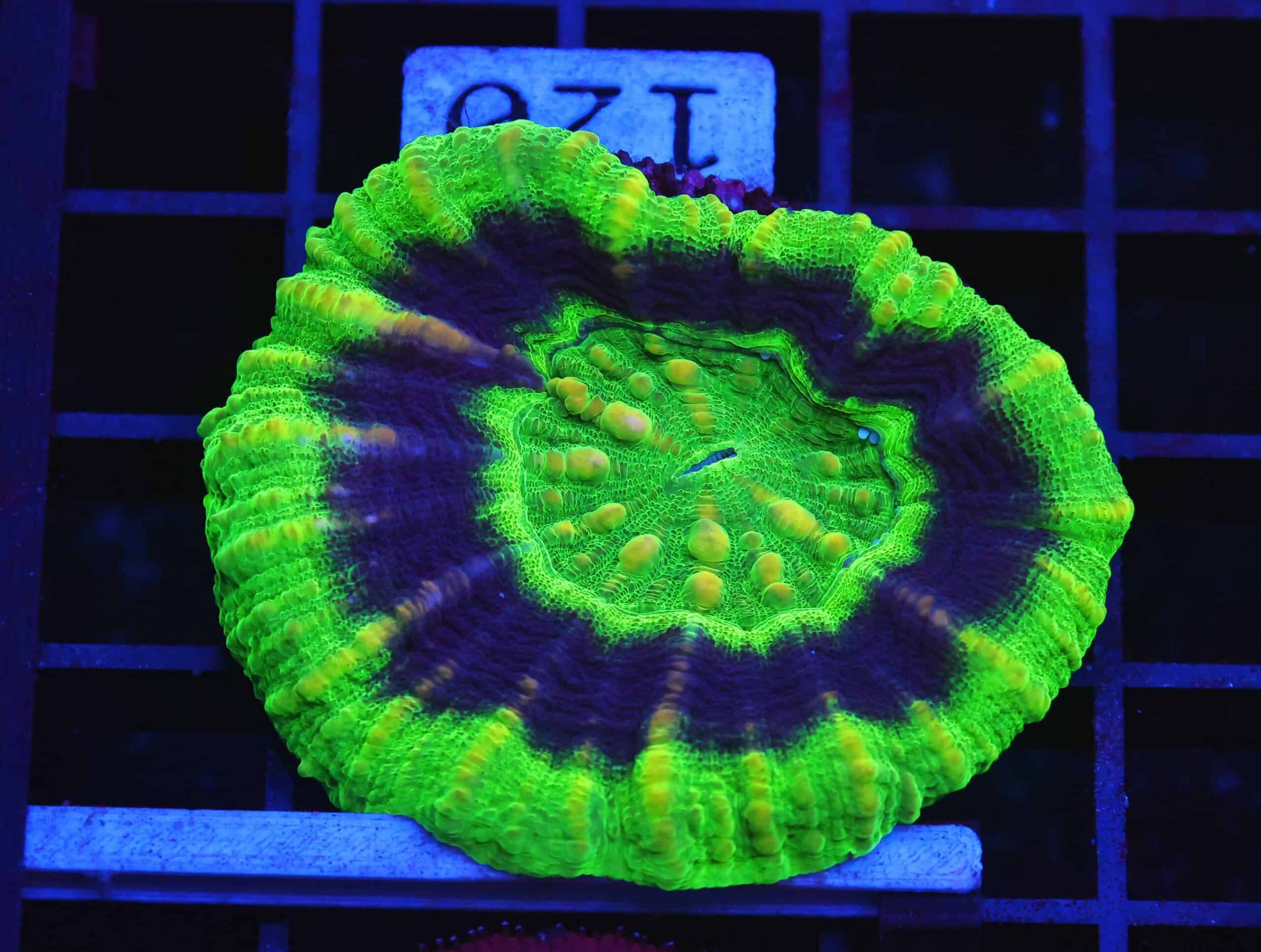 B120 - AUSSIE UFO SCOLYMIA AUSTRALIS