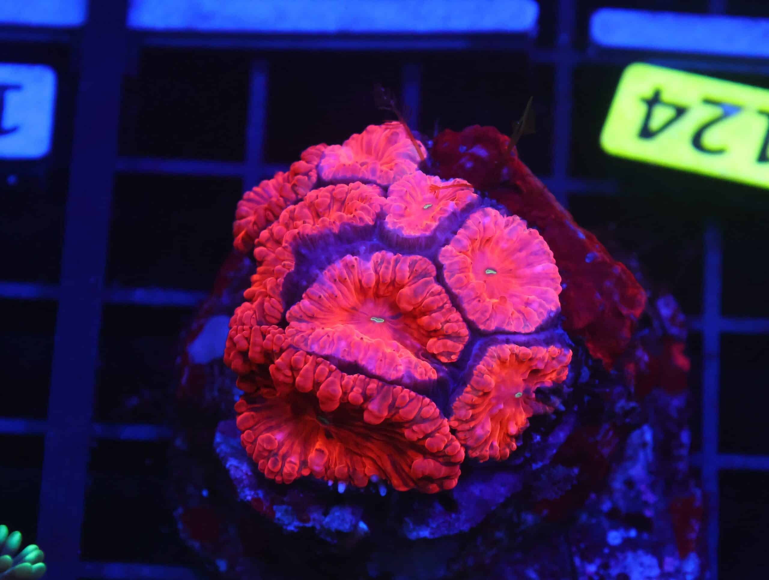 B124 - INDO RUBY RED BLASTO