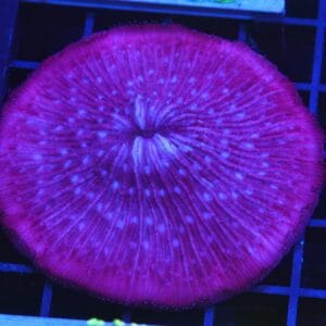 B127 - INDO MYSTIC PURPLE FUNGIA
