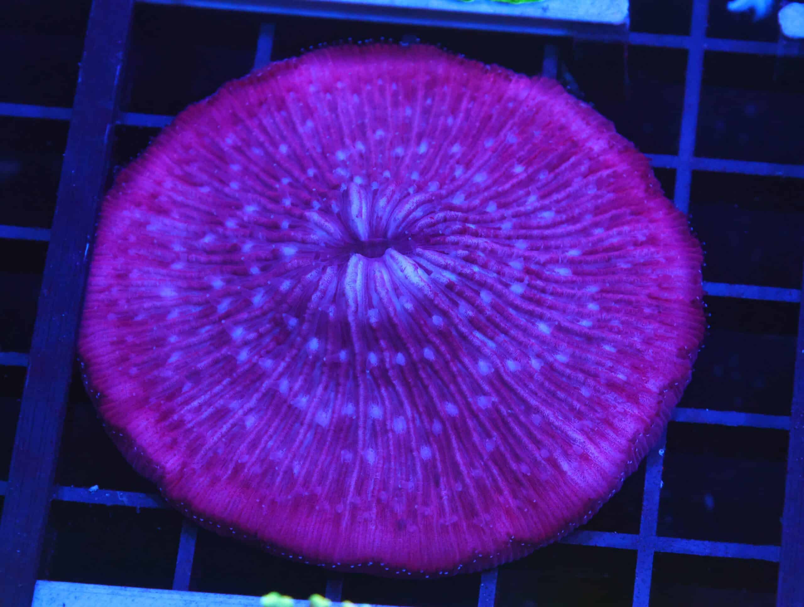 B127 - INDO MYSTIC PURPLE FUNGIA