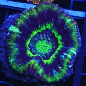 B129 - AUSSIE UFO SCOLYMIA AUSTRALIS