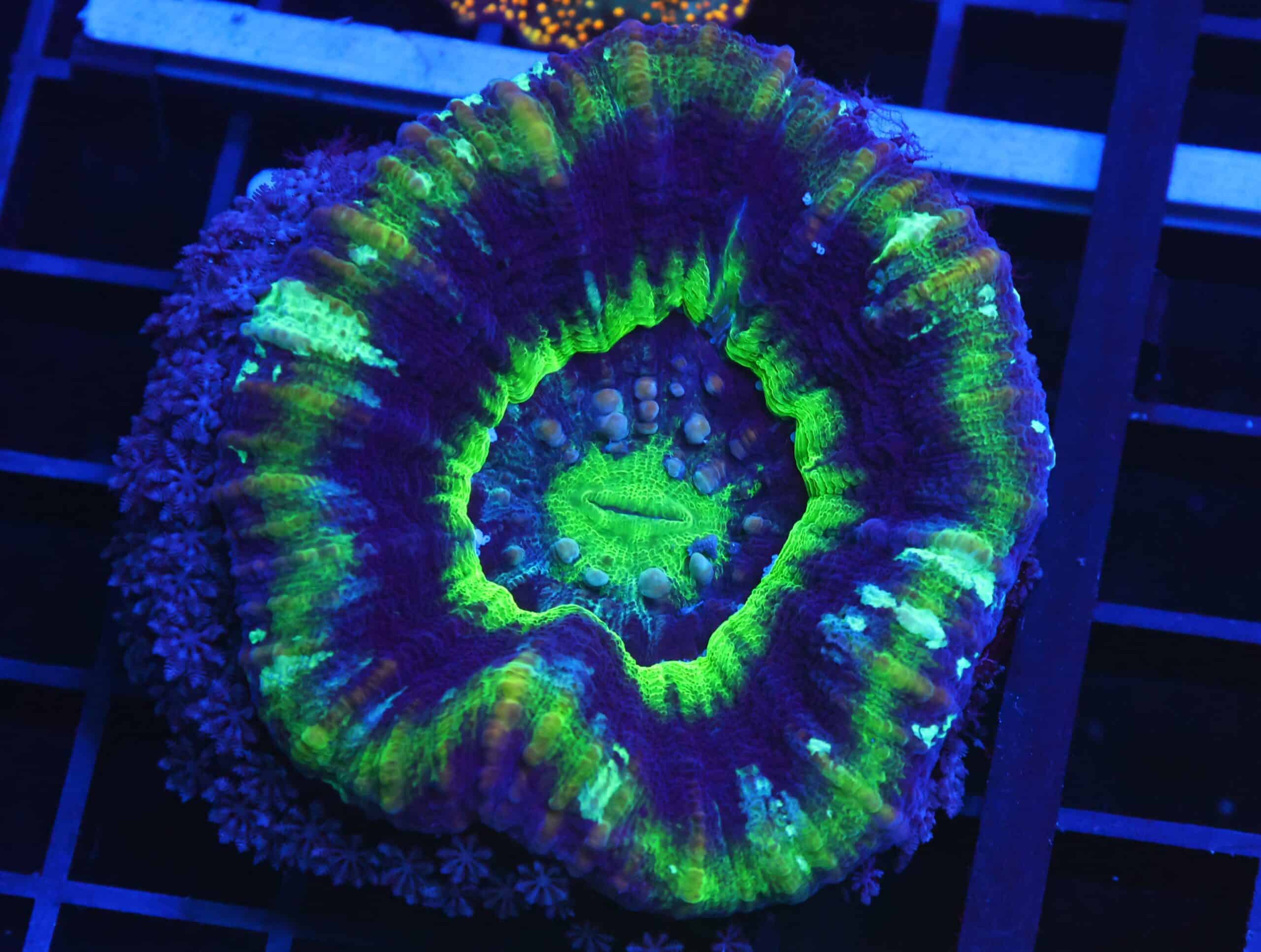 B129 - AUSSIE UFO SCOLYMIA AUSTRALIS