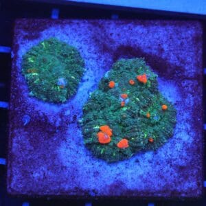 B13 -ORANGE BOUNCE RHODACTIS COLONY