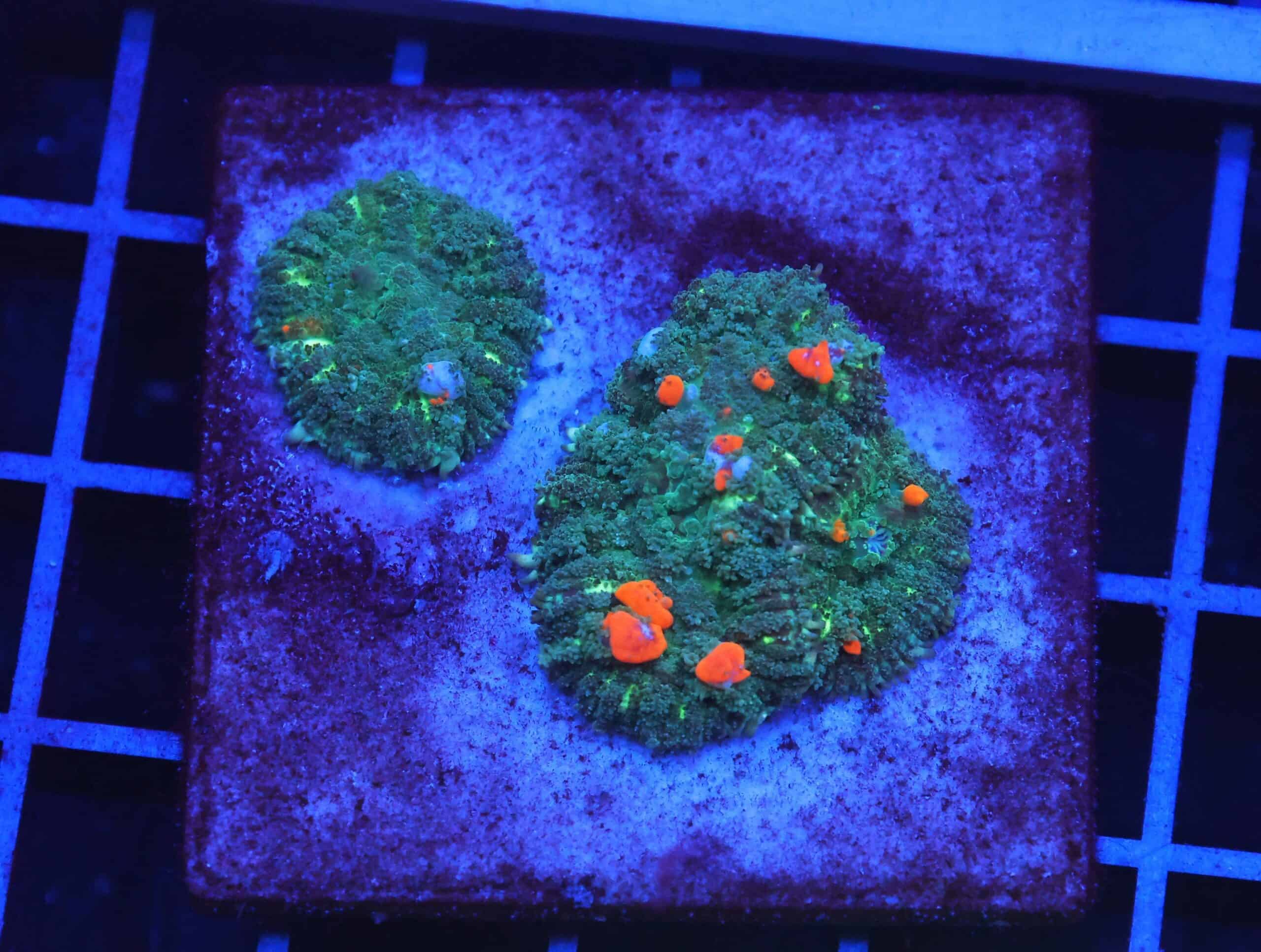 B13 -ORANGE BOUNCE RHODACTIS COLONY