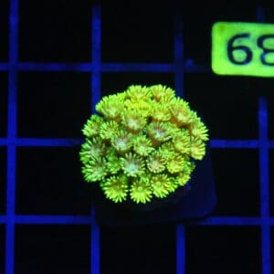 B139 - INDO ELECTRIC YELLOW GONIOPORA