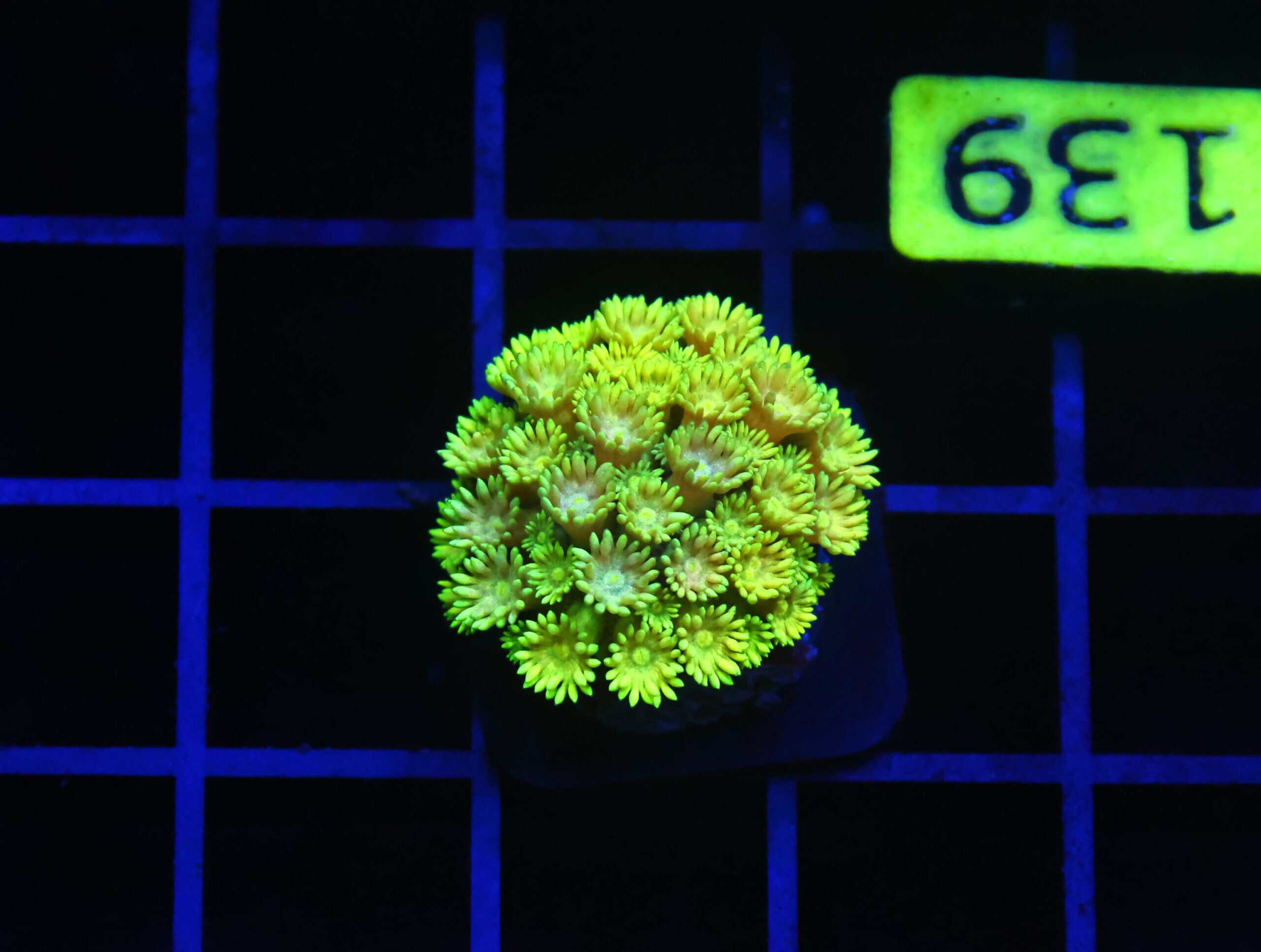 B139 - INDO ELECTRIC YELLOW GONIOPORA