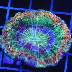 B14 -INDO RAINBOW RIM TRACHY