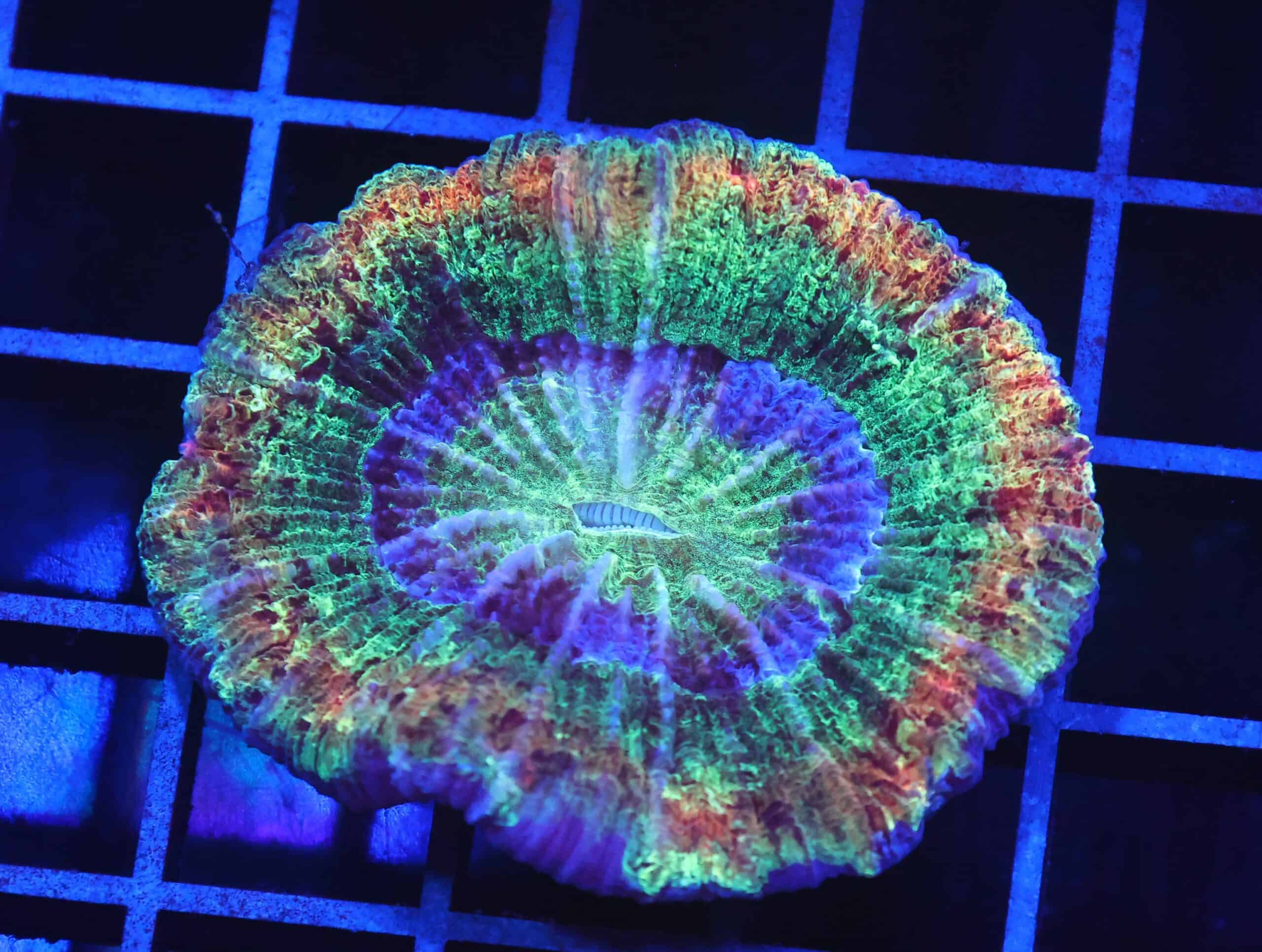 B14 -INDO RAINBOW RIM TRACHY