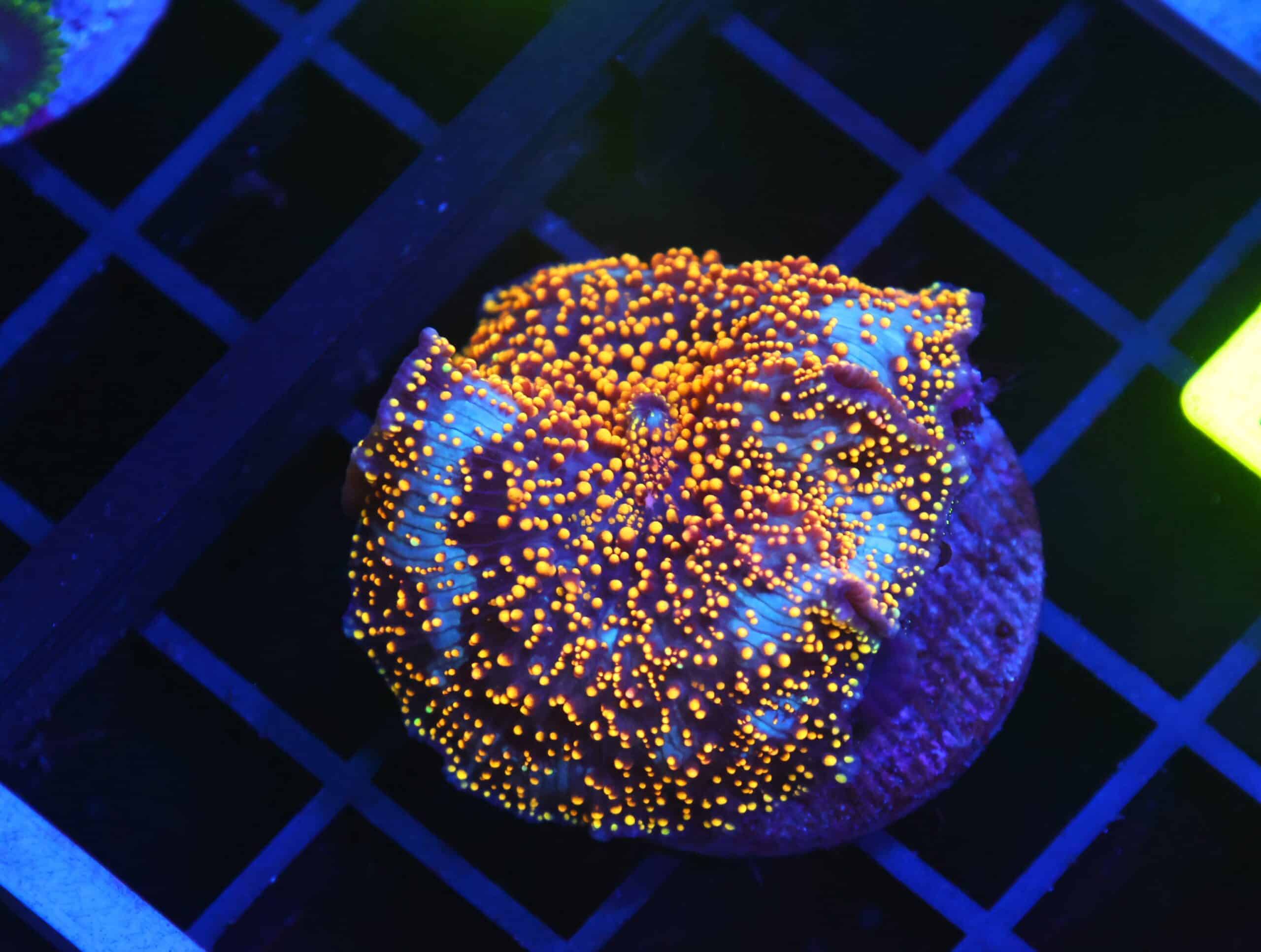 B141 - INTERSTELLAR DISCO MUSHROOM CULTURED