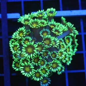 B146 - INDO YELLOW SNOWCONE GONIOPORA