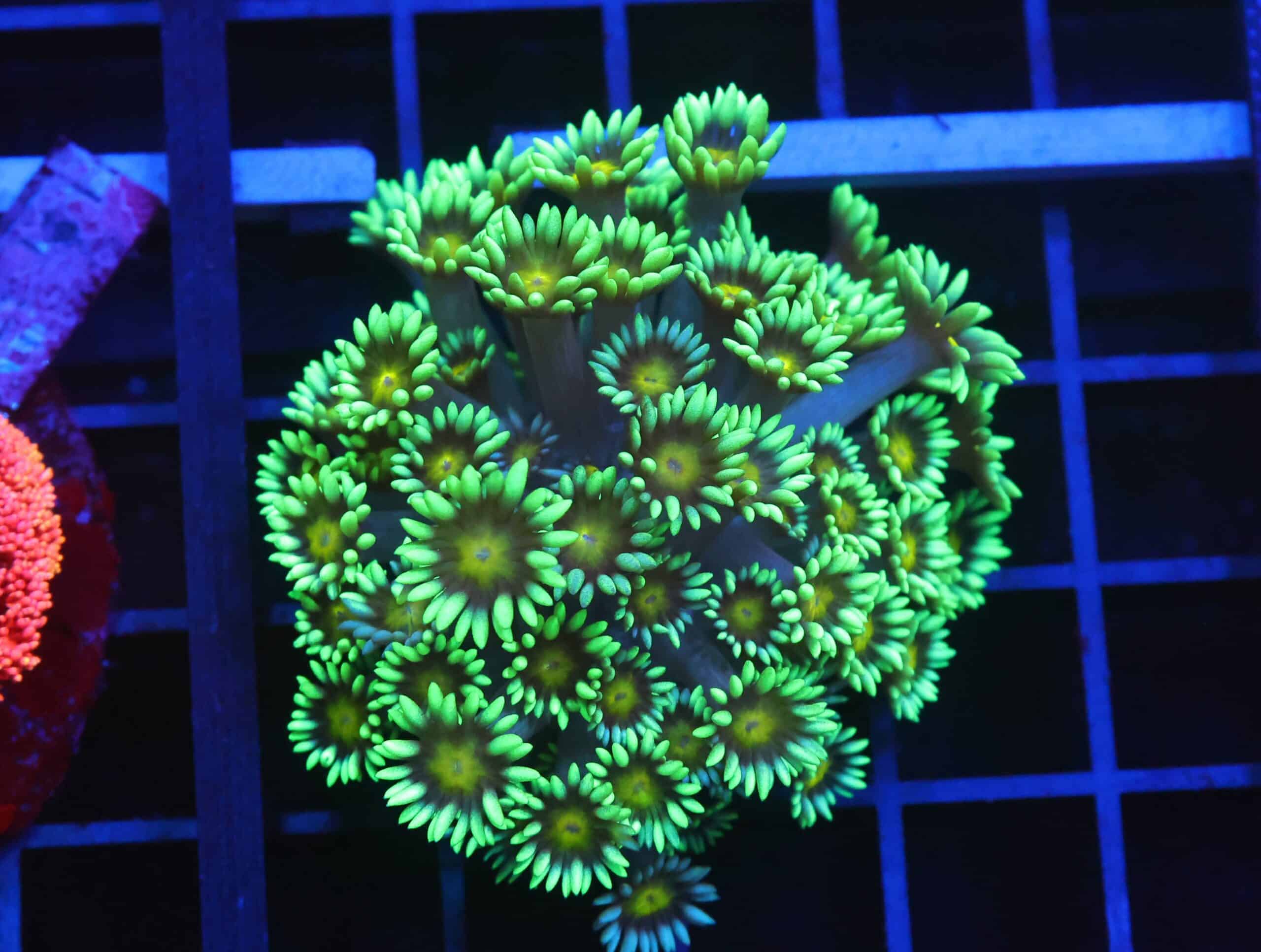 B146 - INDO YELLOW SNOWCONE GONIOPORA