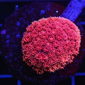 B147 - INDO PINK LADY GONIOPORA