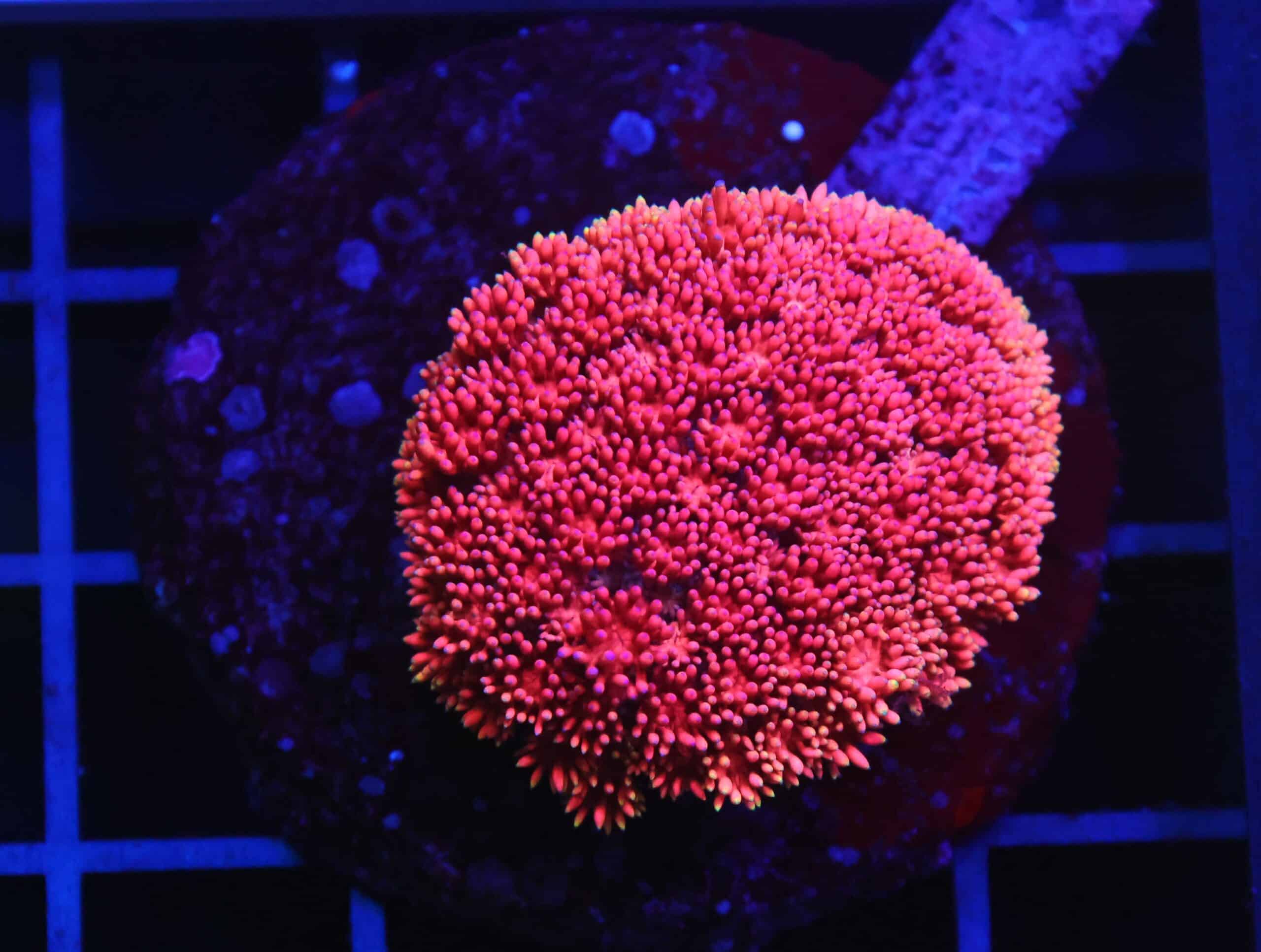 B147 - INDO PINK LADY GONIOPORA