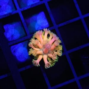 B151 - INDO PARTY TIME GONIOPORA