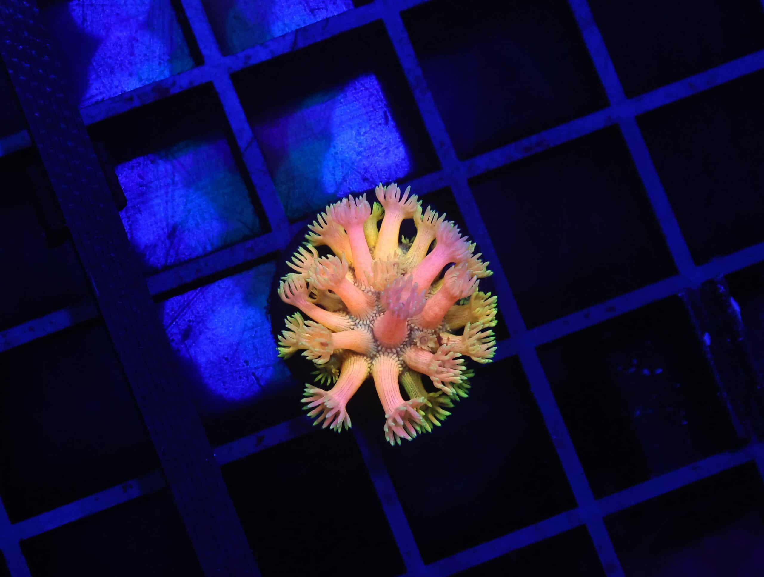 B151 - INDO PARTY TIME GONIOPORA