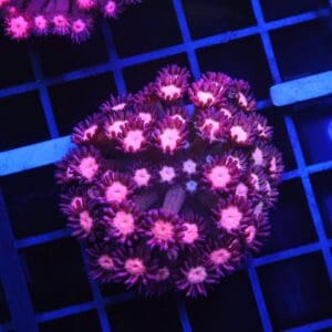 B152 - INDO CHERRY BLOSSOM GONIOPORA