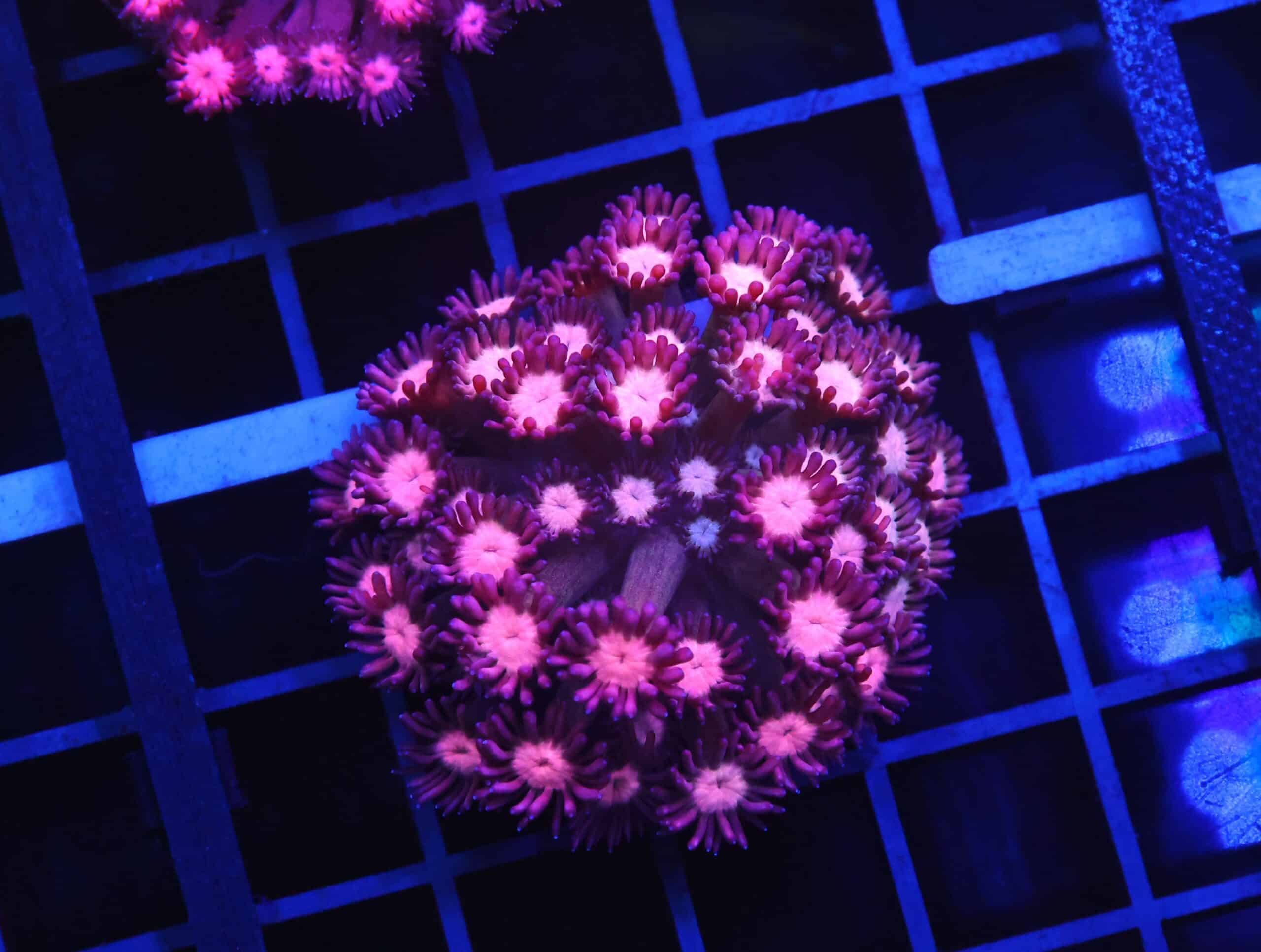 B152 - INDO CHERRY BLOSSOM GONIOPORA