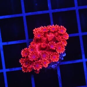 B153 - INDO RED HOT GONIOPORA