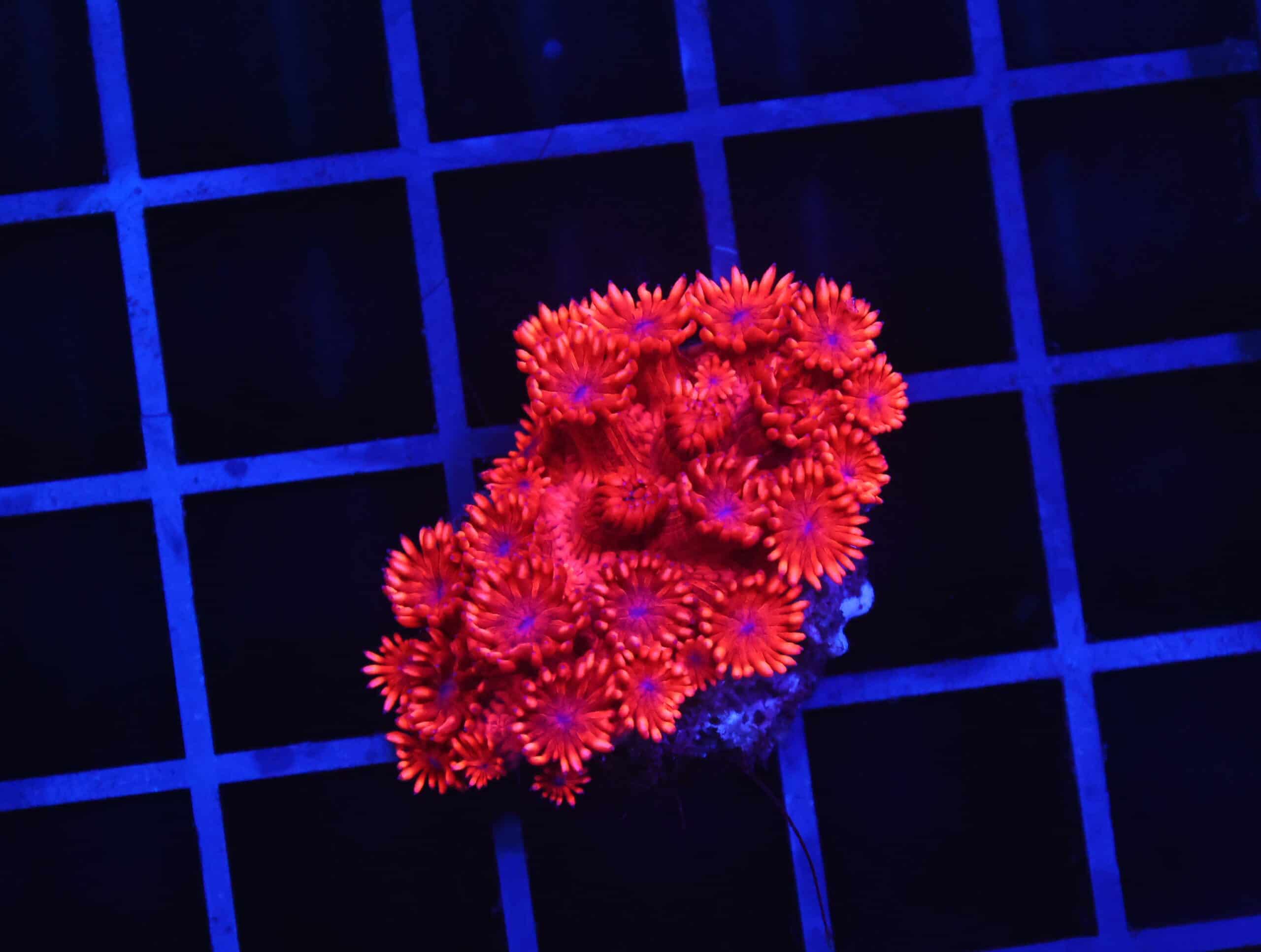 B153 - INDO RED HOT GONIOPORA