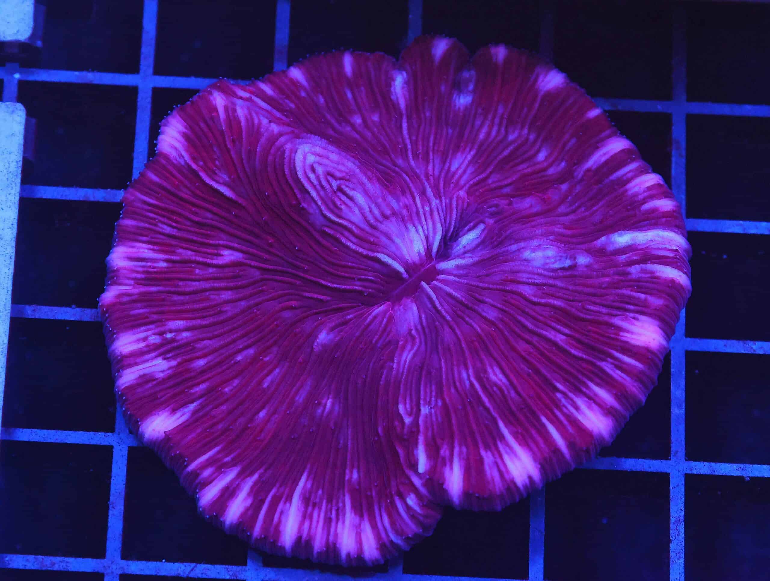 B20 -INDO PURPLE DREAM FUNGIA