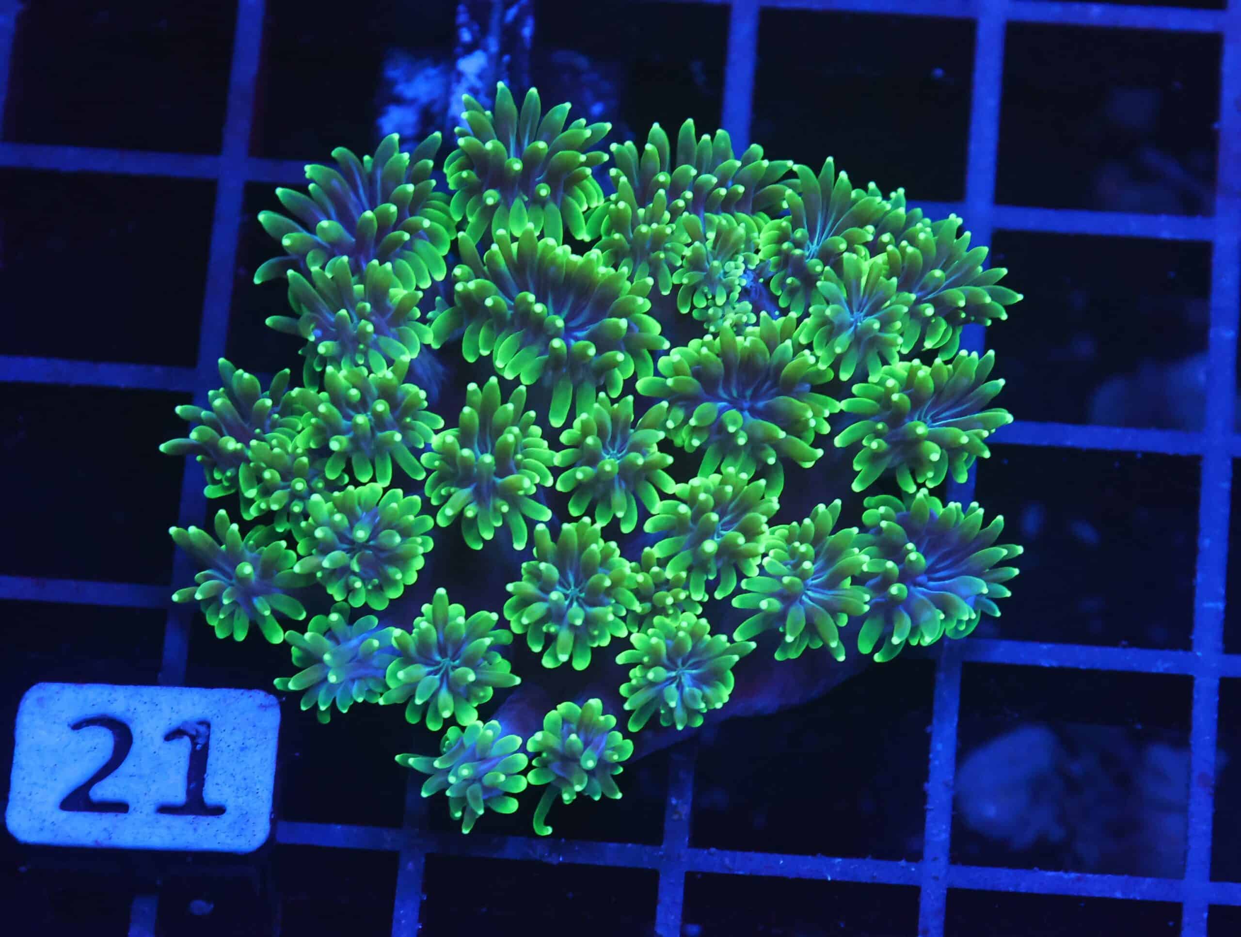 B21 -NIGHT WALKER GALAXEA