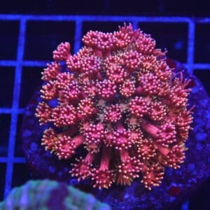 B24 -INDO RAINBOW GONIOPORA