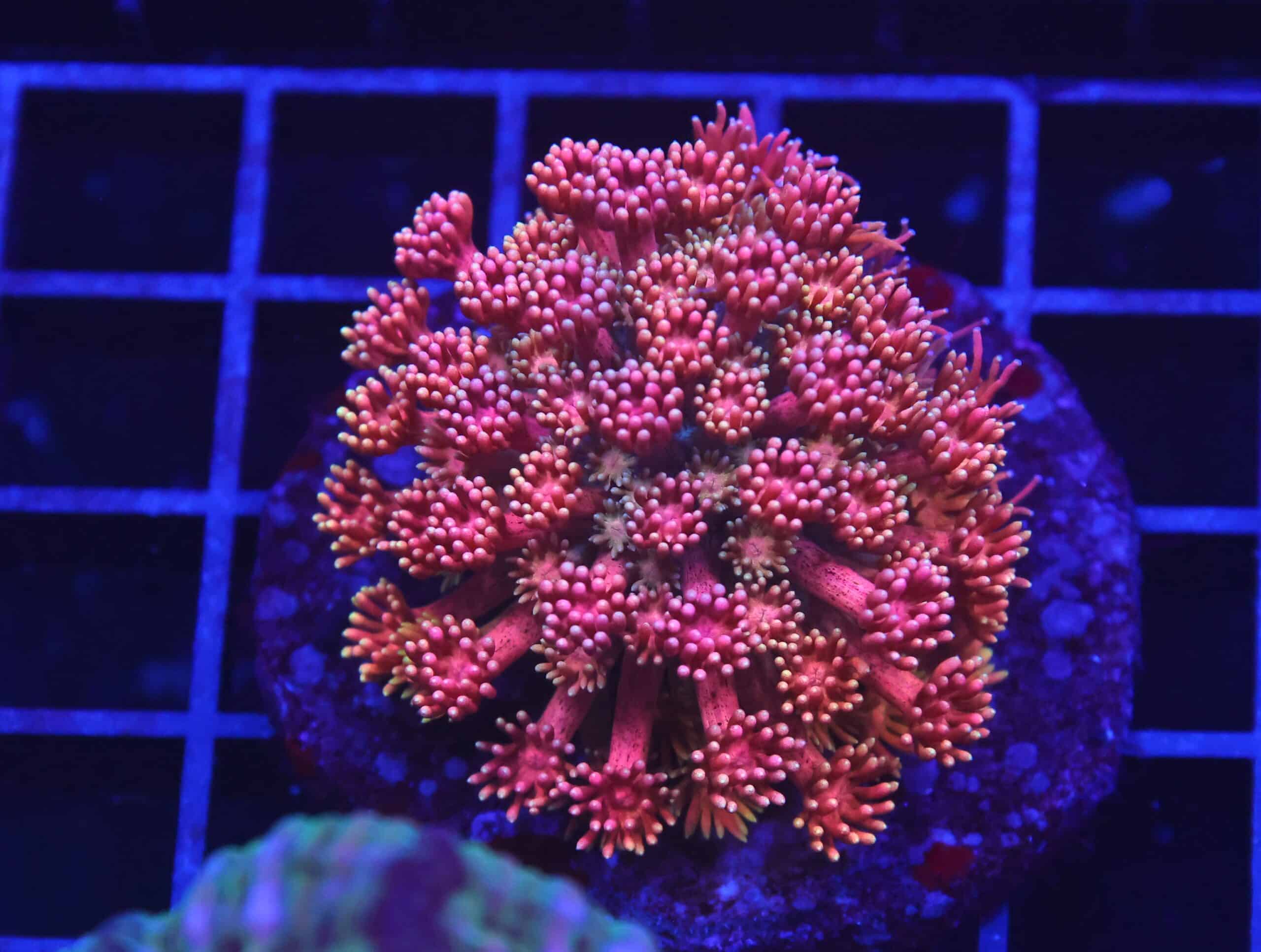 B24 -INDO RAINBOW GONIOPORA