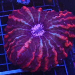 B25 -INDO HYPERSPACE CYNARINA