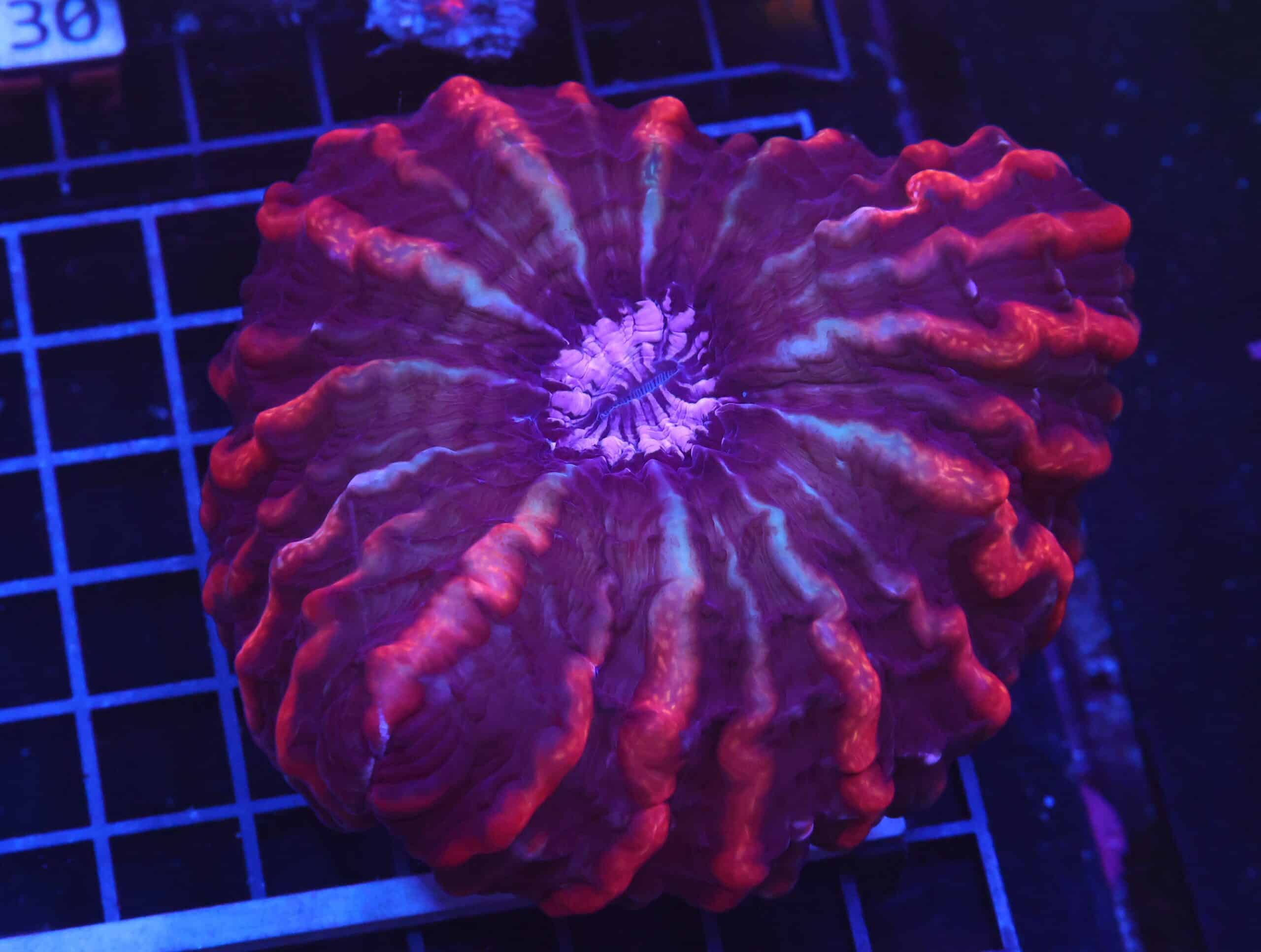 B25 -INDO HYPERSPACE CYNARINA