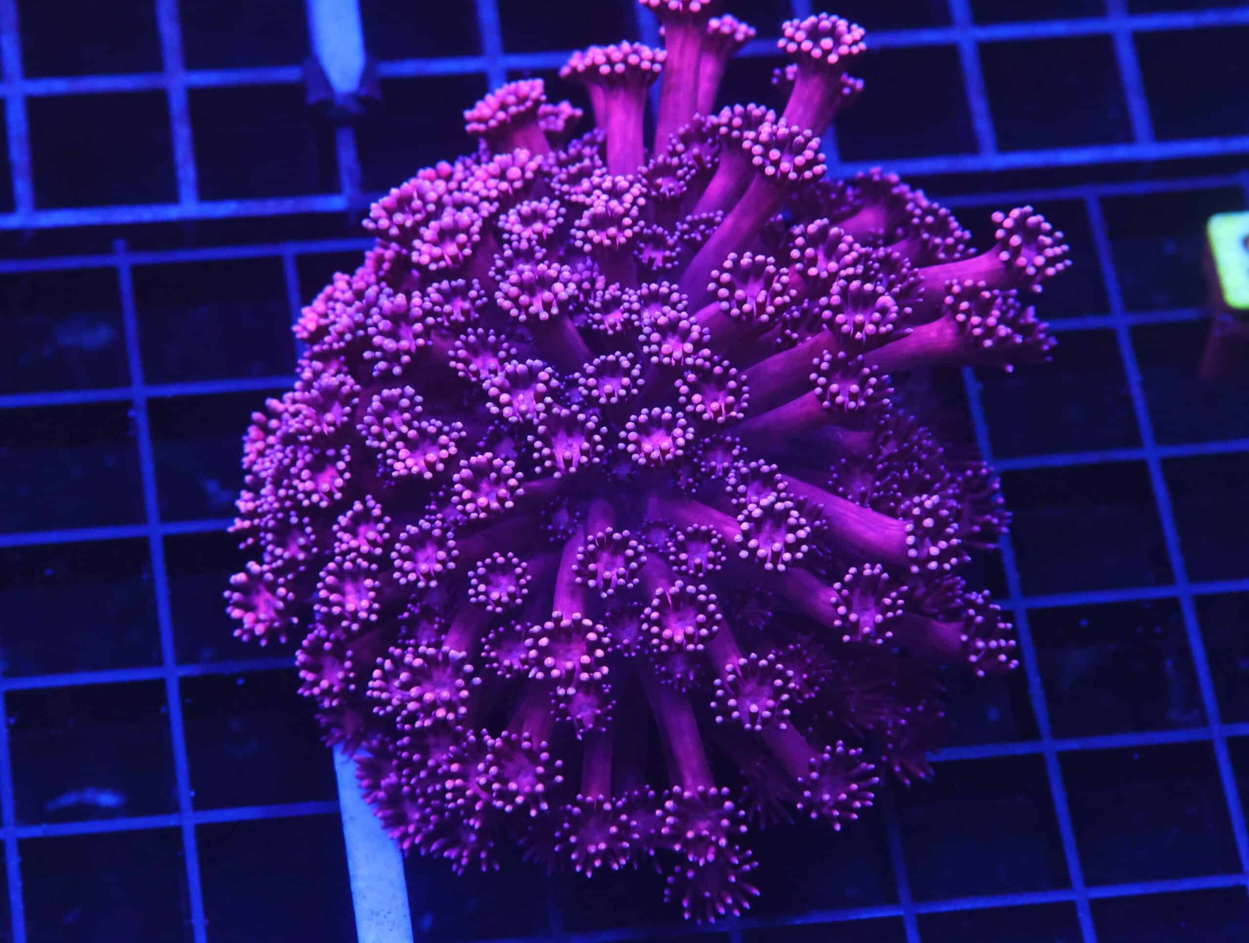 B28 -INDO CHERRY BLOSSOM GONIOPORA