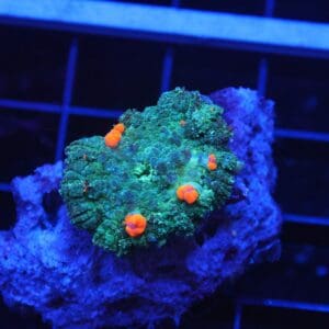 B33 -ORANGE BOUNCE RHODACTIS MUSHROOM