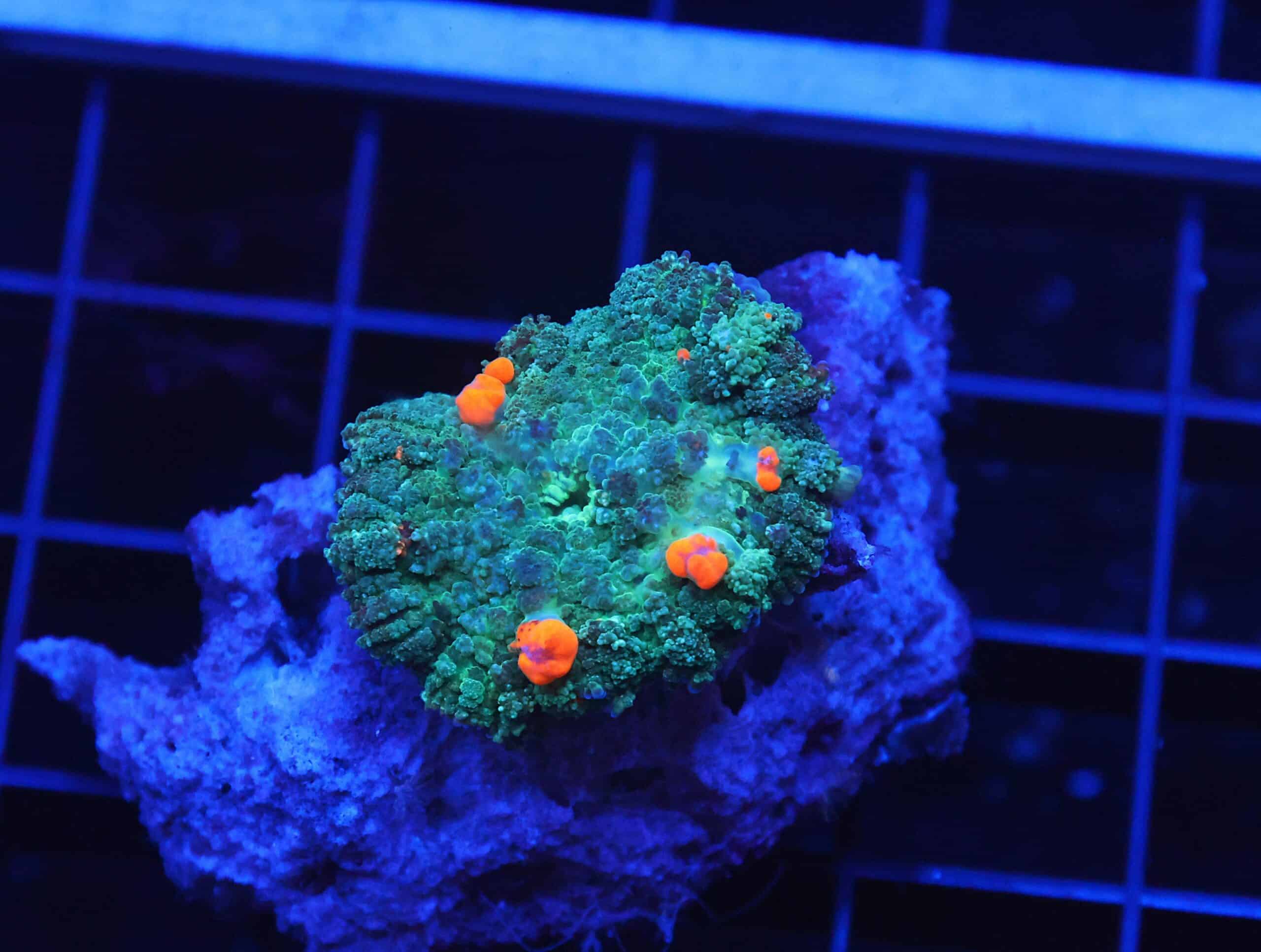 B33 -ORANGE BOUNCE RHODACTIS MUSHROOM