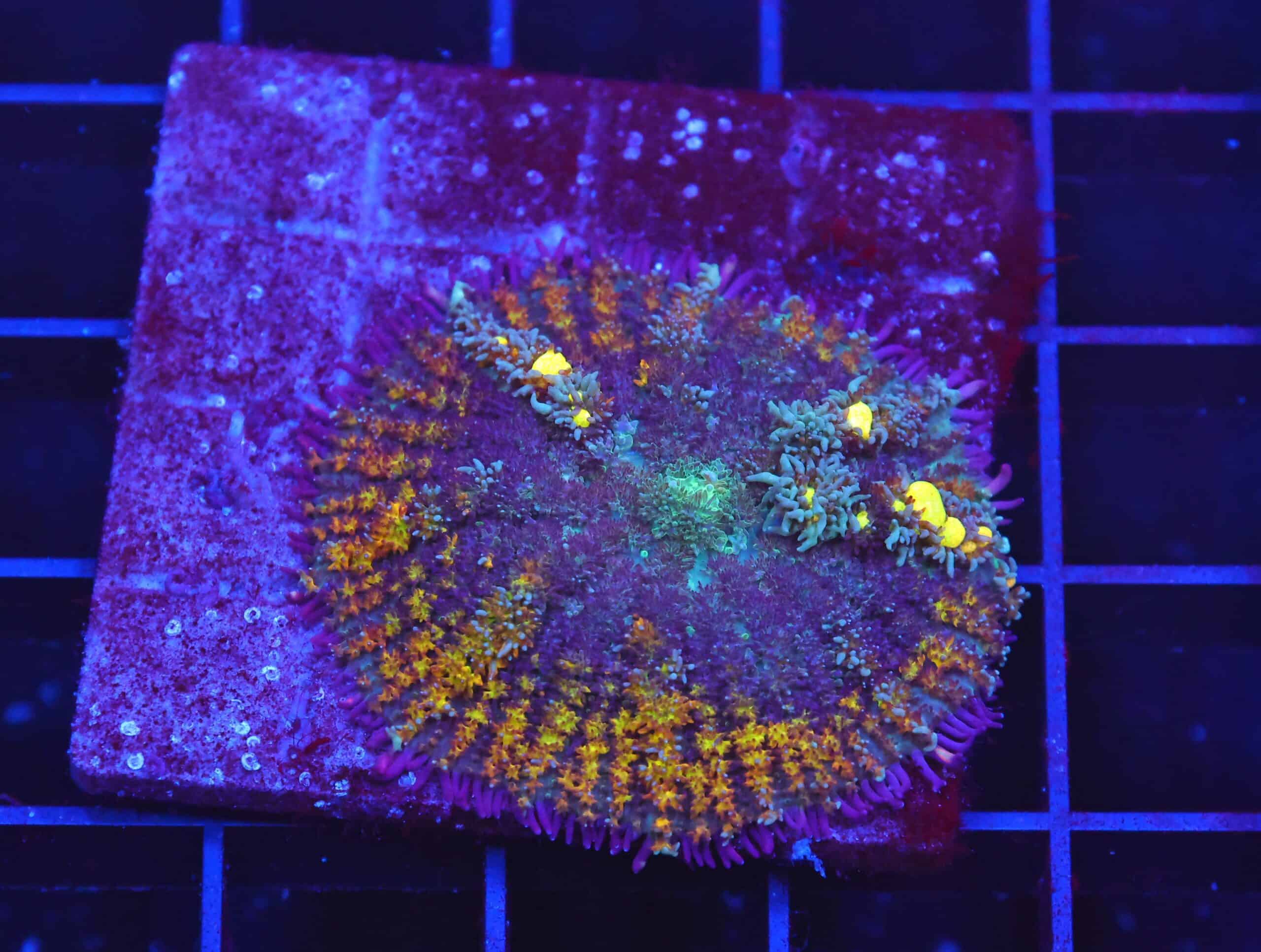 B29 -YELLOW BOUNCE RHODACTIS MUSHROOM