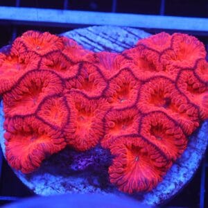 B35 -INDO RUBY RED BLASTO