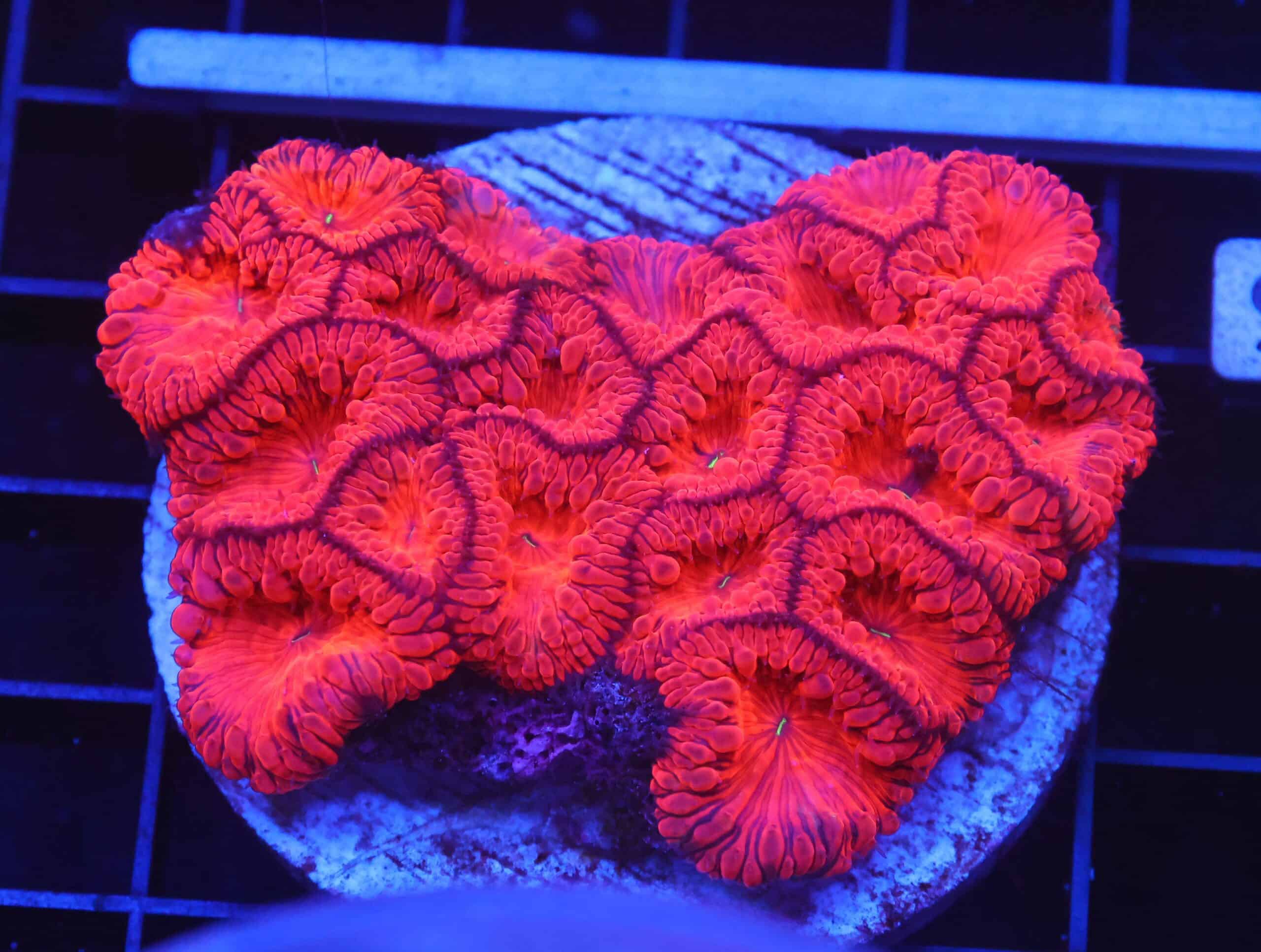 B35 -INDO RUBY RED BLASTO