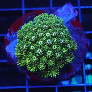 B38 -INDO ELECTRIC GREEN GONIOPORA