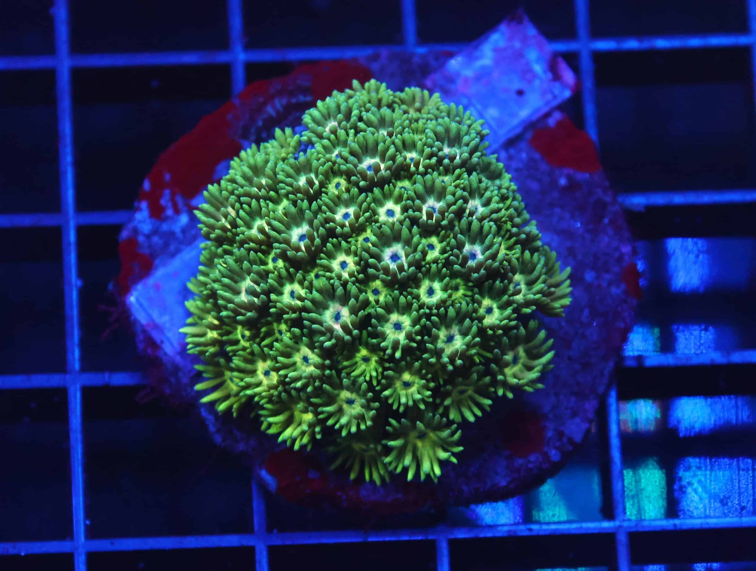 B38 -INDO ELECTRIC GREEN GONIOPORA