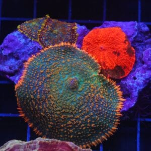 B39 -ECLECTUS RHODACTIS COMBO MUSHROOM ROCK