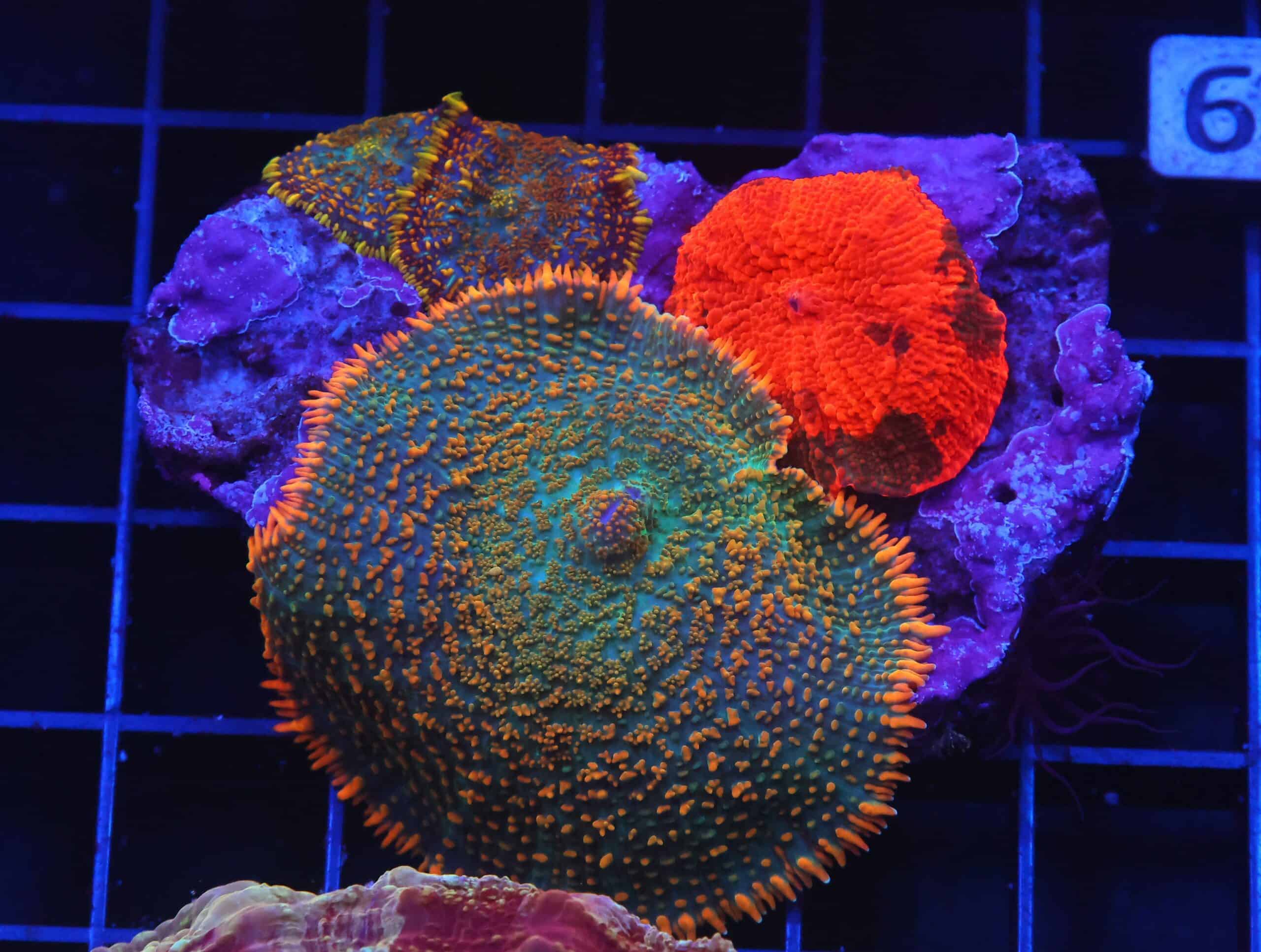 B39 -ECLECTUS RHODACTIS COMBO MUSHROOM ROCK