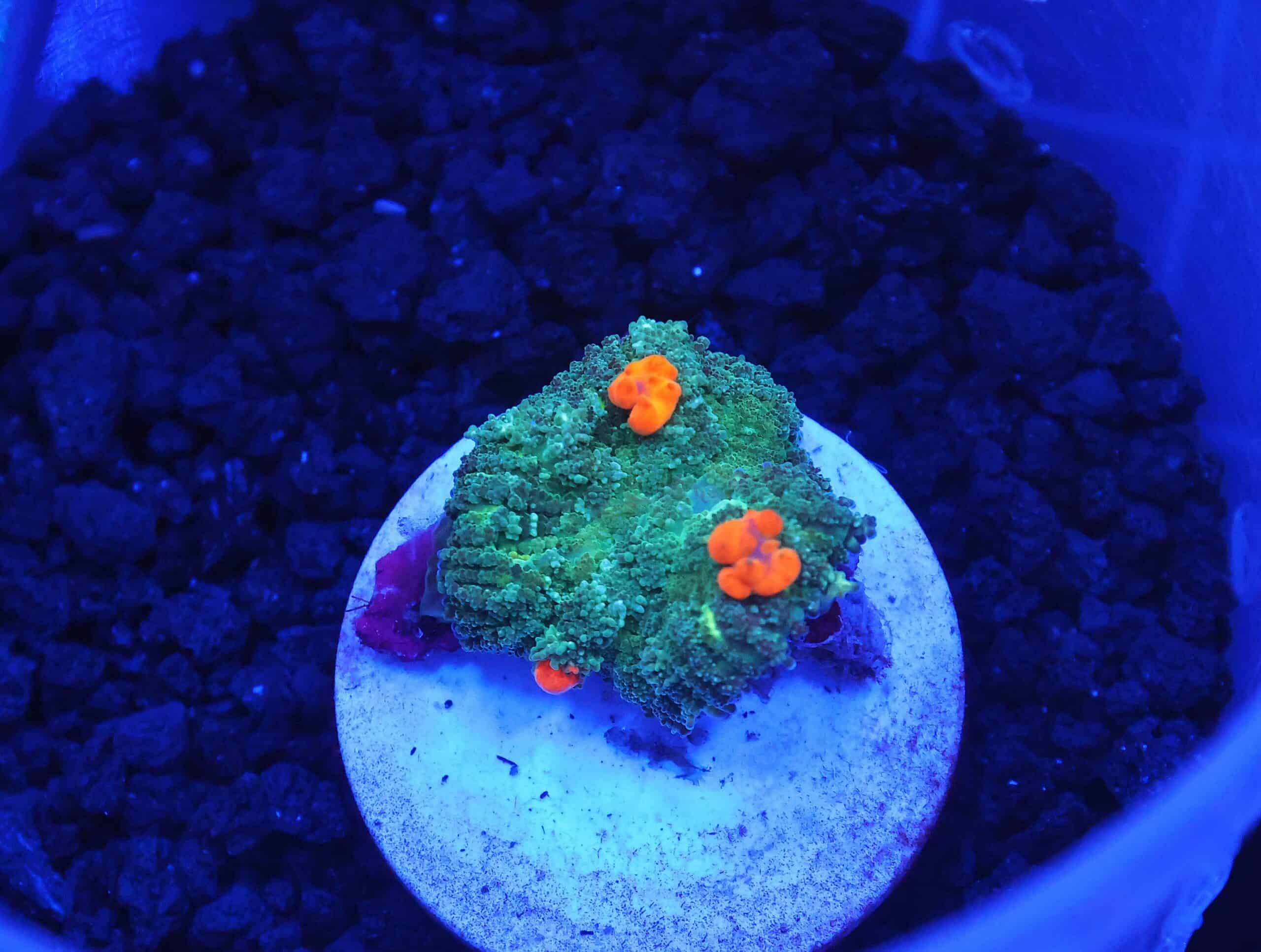 B40 -ORANGE BOUNCE RHODACTIS MUSHROOM