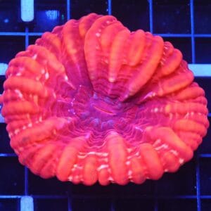 B42 -INDO RED HOT CYNARINA