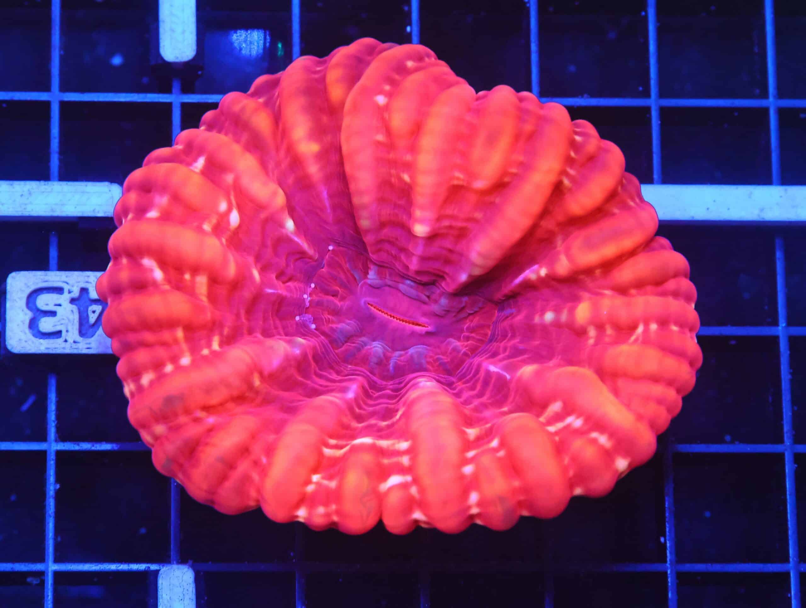 B42 -INDO RED HOT CYNARINA