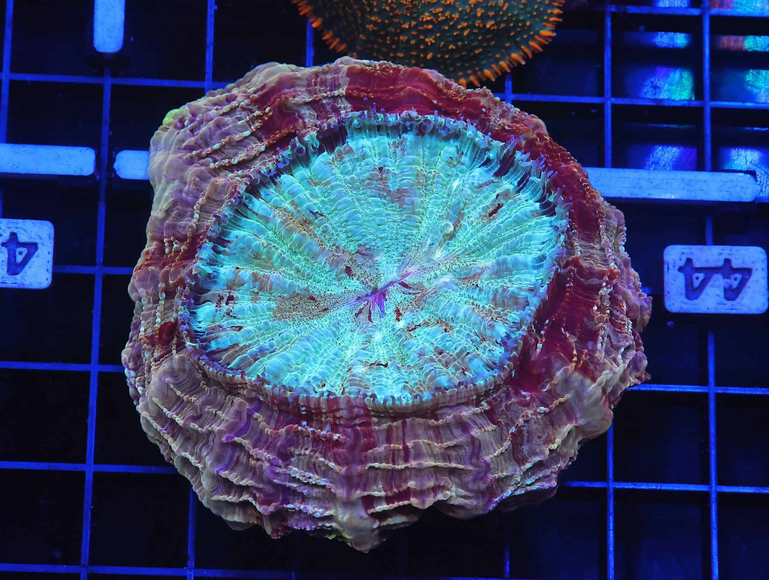 B44 -MALAYSIAN MYSTIC MAROON ACANTHOPHYLLIA