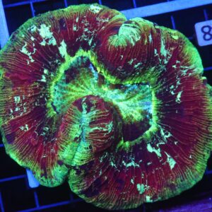 B48 -INDO ELECTRIC SUNSET TRACHY