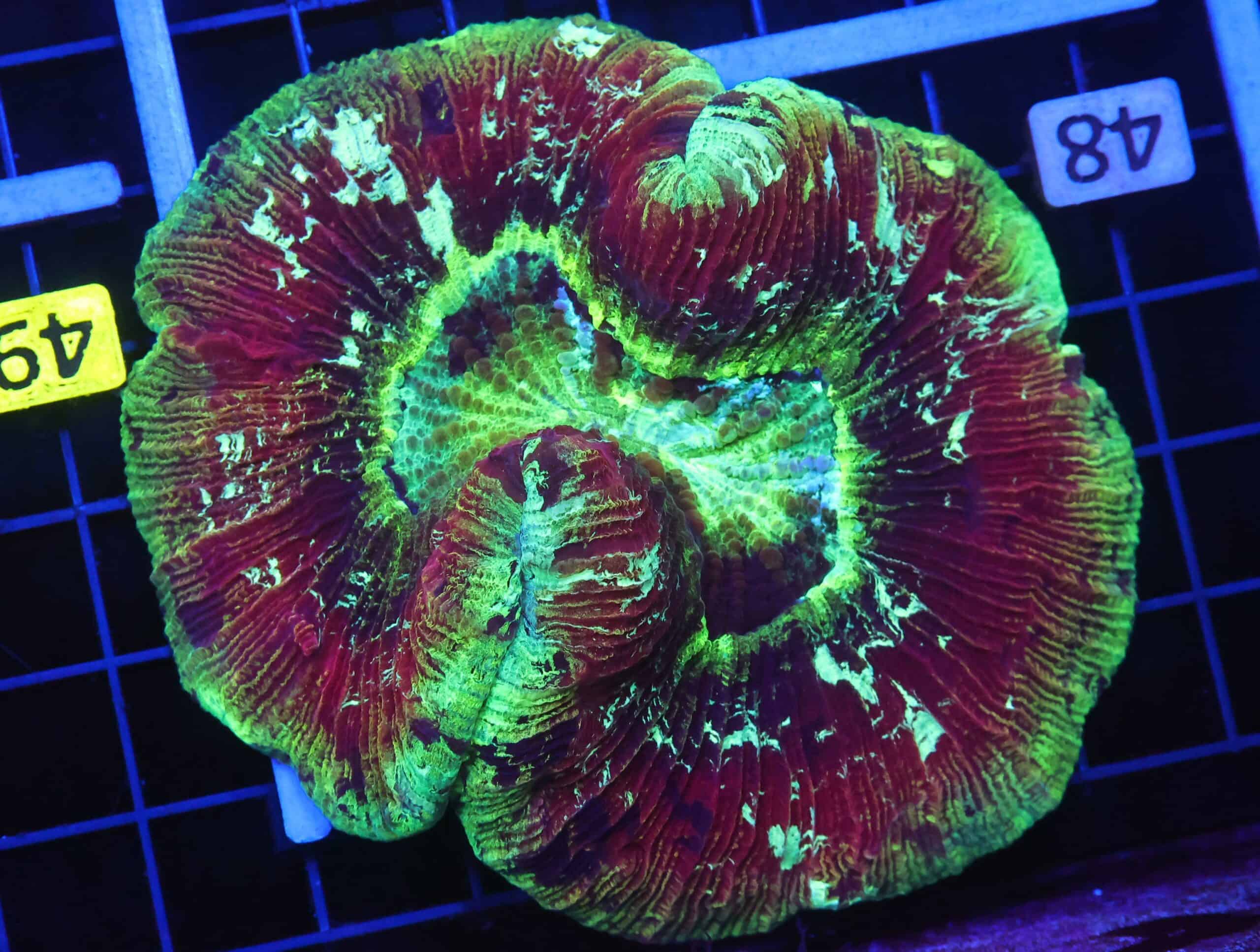 B48 -INDO ELECTRIC SUNSET TRACHY